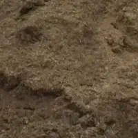 کودمرغی،خالص،مرغ،گوشتی،نه تخم مرغی شرطی