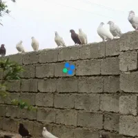 کبوتر
