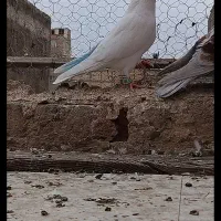 5تا کفتر پرشی