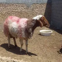 شیشک قوچ چهاردندون کله بور سنجابی