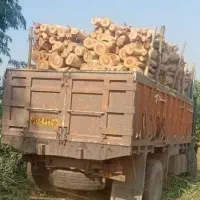 خریدار چوب درخت هستم