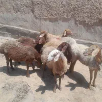 گوسفند ۵ تا کاور و ۲ تا میش