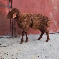 بره نر ورن زدش پشتش ضربه دید