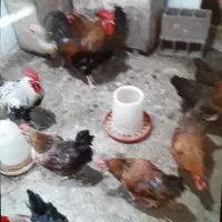 مرغ وخروس محلی سالم