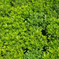 پتوس بورم سطل ۱۰   ۵۰۰ عدد    یاس ۲۰۰ عدد