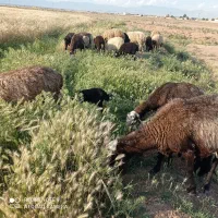 یازده عدد میش جوان