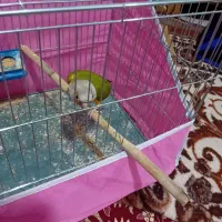 گرینچیک فول اهلی
