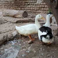 معاوضه و فروش اردک محلی سالم و سرحال