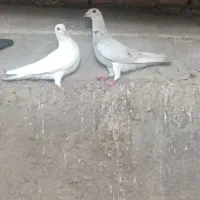 یه جفت کفتر فیروزاباد