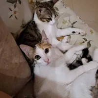 واگذاری دوتا گربه ماده