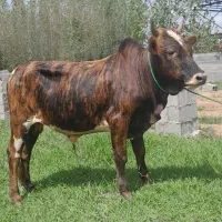 گوساله نر ورزا کوله گاو نر