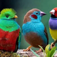 یک پرنده پیداشده