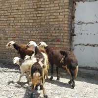 میش و بره  پلنگی