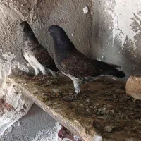 کبوتر قاره