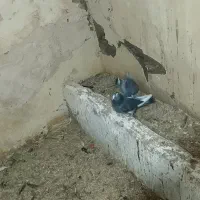 یه جفت شازده