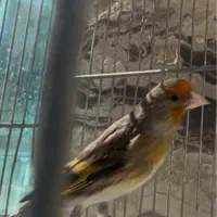 سهره قناری دهن لر پاک اوستا