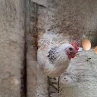 مرغ تخم گذار خوشگل