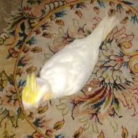عروس هلندی