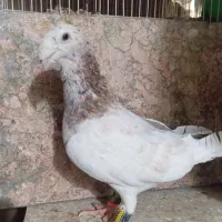 یهودی کاکل و کله اسبی