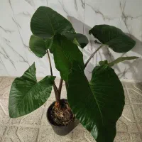 گل بابا آدم