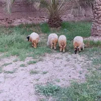 پنج عدد بره چاق سرحال