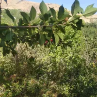 باغ دره مرادبیک