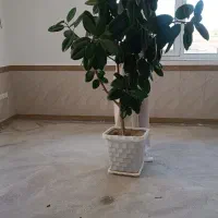 گل طبیعی