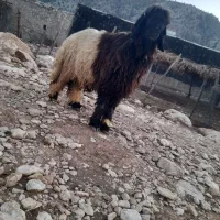 شیشک قوچ روزگاری