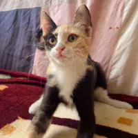 بچه گربه واگذاری