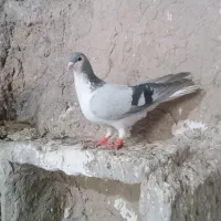 کفتر ساده ،طوقی