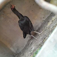 مرغ لاری اصیل