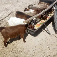 کهره گوشتی چاق. مخصوص گوشت