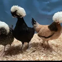 مرغ و خروس لهستانی
