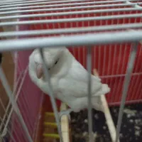 طوطی کوتوله برزیلی