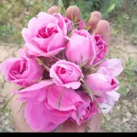 گل محمدی تازه تازه نگم برات