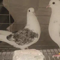 نیازمند بام کبوتر غرب