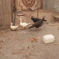 سلام بقلمو اردک به فروش میرست