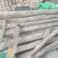 چنار