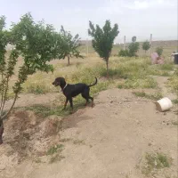 دوبرمن|سگ|محمدیه-قزوین, |دیوار