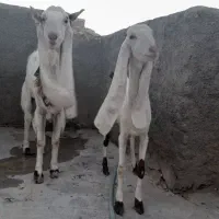 بزگلابی نرماده