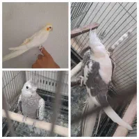 جوجه عروس تازه دونخور