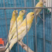 3عدد جوجه نر قناری یکسر طلایی