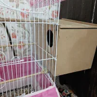 عروس هلندی دستی