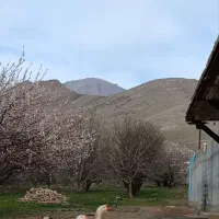 فروش تخم مرغ،اردک وقوغاز محلی نطفه دار