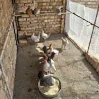 تخم نطفه داربراکل