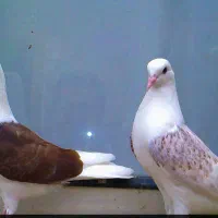 کبوتر.