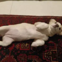 واگذاری توله توافقی