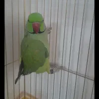 ملنگو