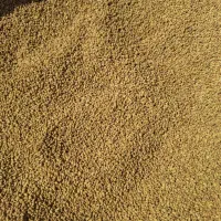 فروش ۳ تن بذر یونجه رنجر