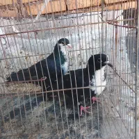 جفت رنگه فروشی